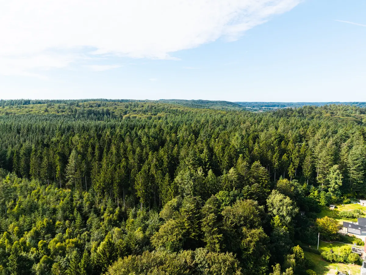 Luftfoto af skov