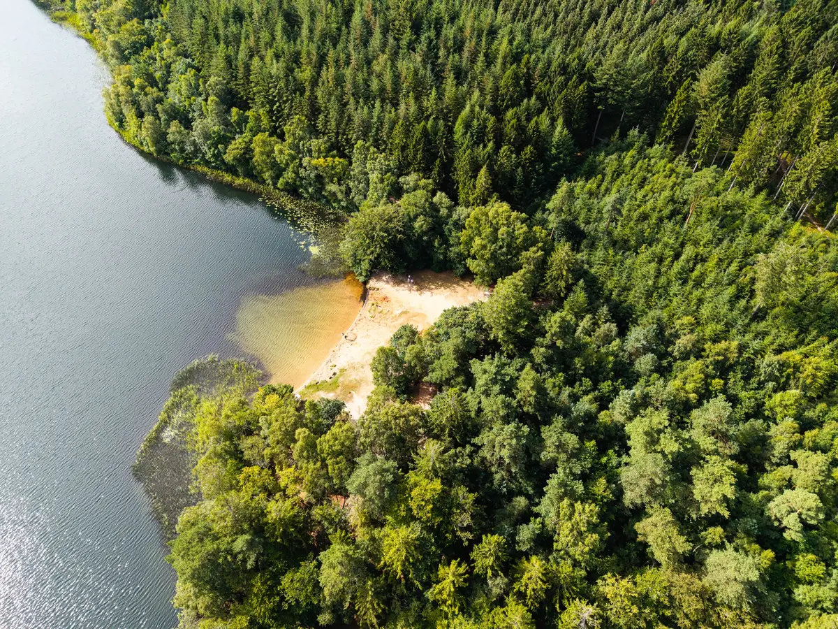 Luftfoto af skov og sø med sandstrand