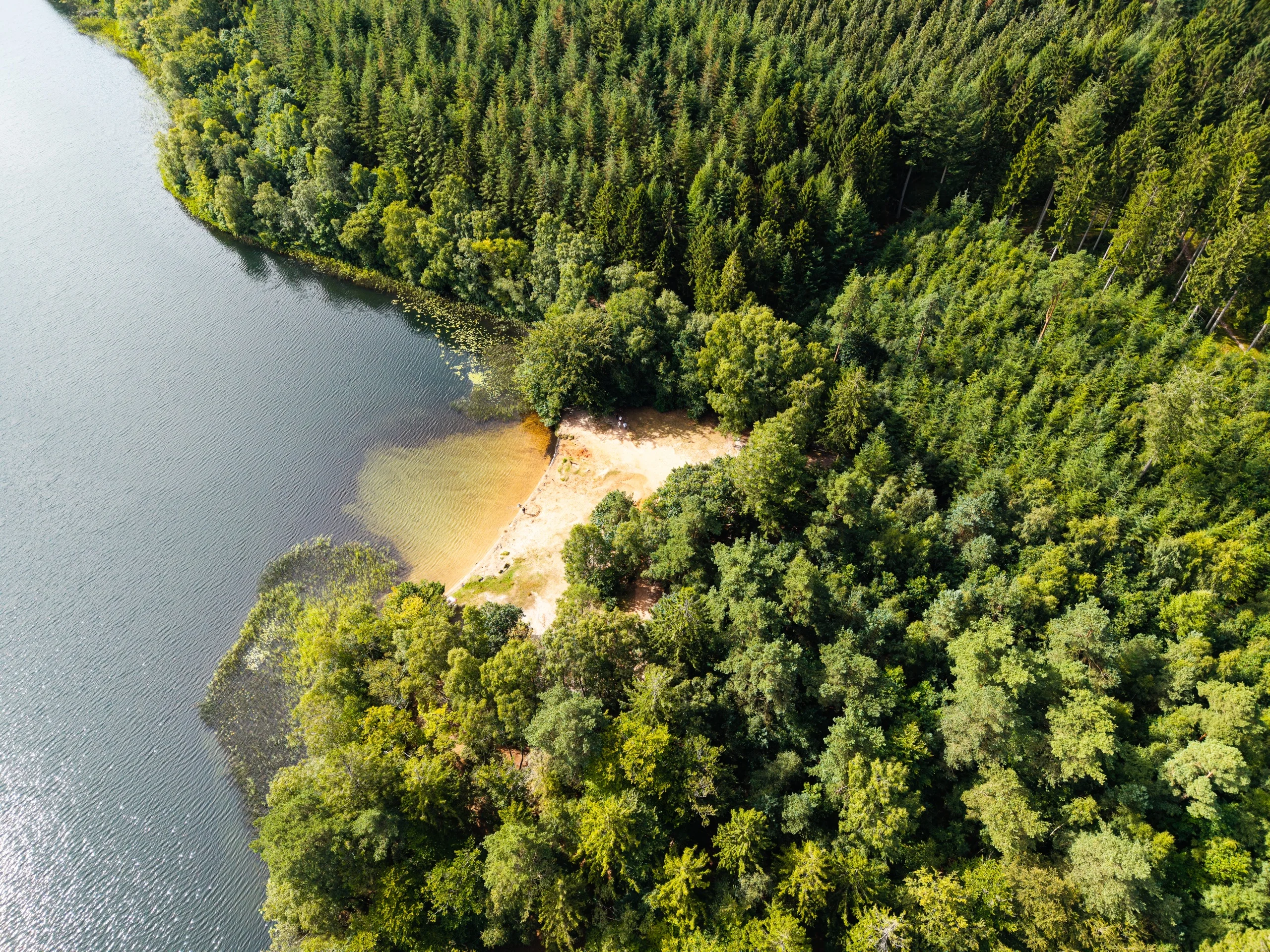 Luftfoto af skov og sø med sandstrand
