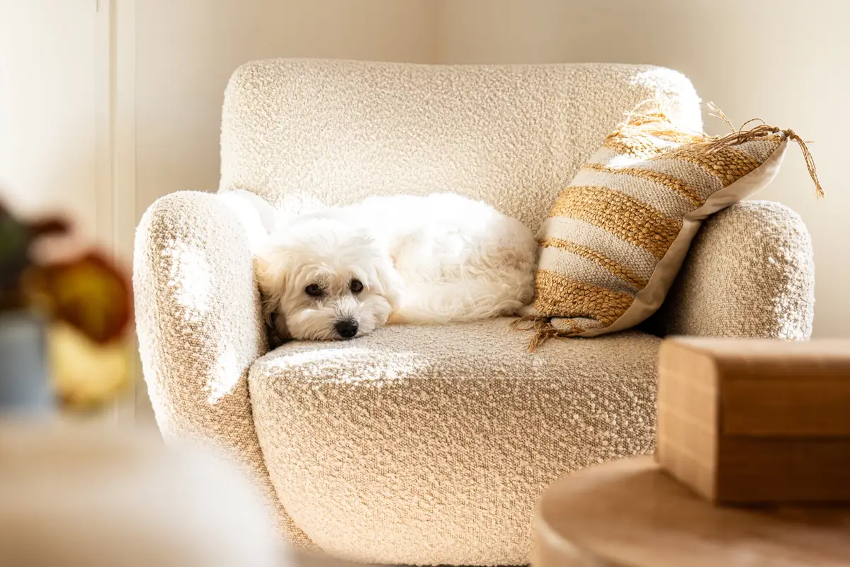 Lille hvid hund i en hvid lænestol